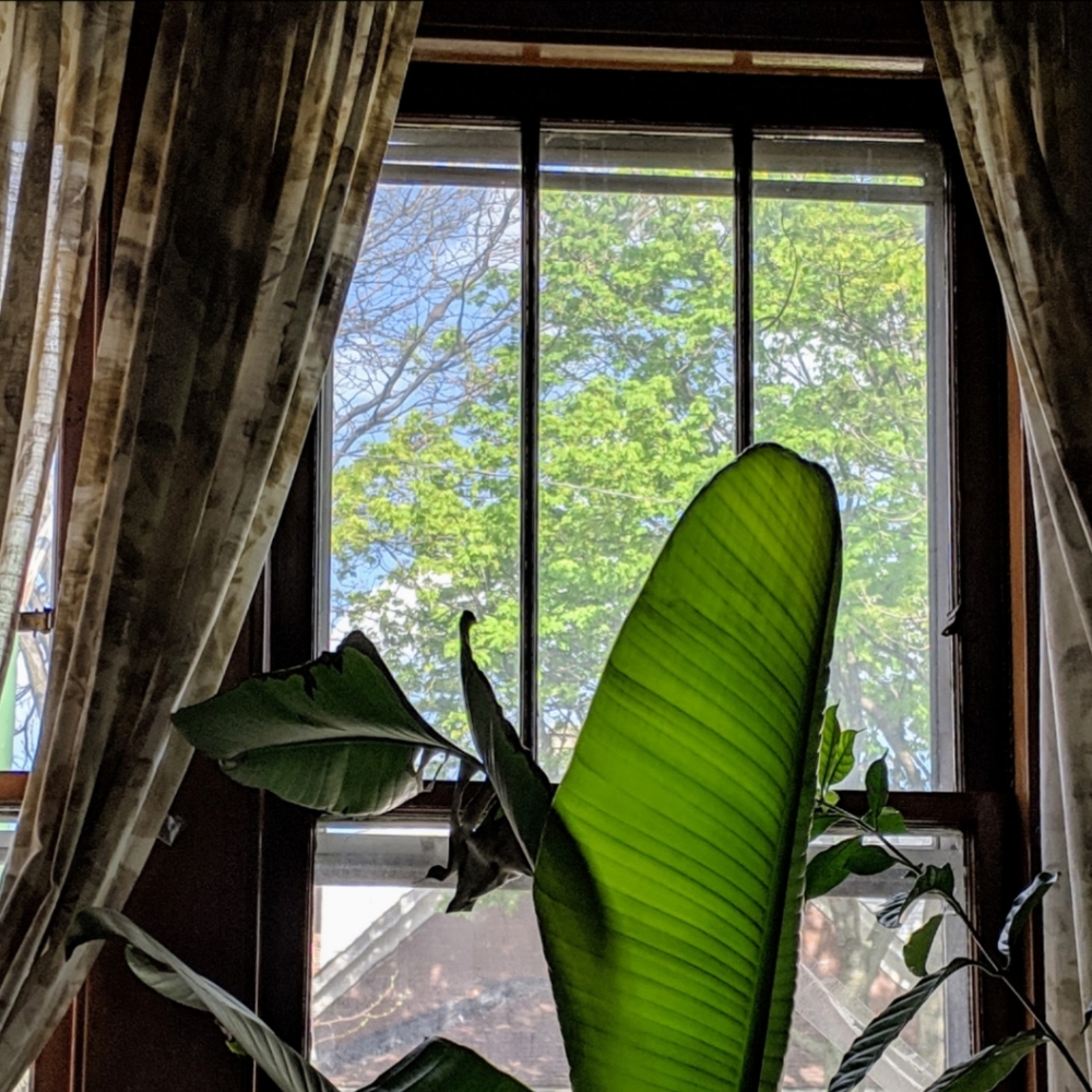 DKNY Curtains $12 each